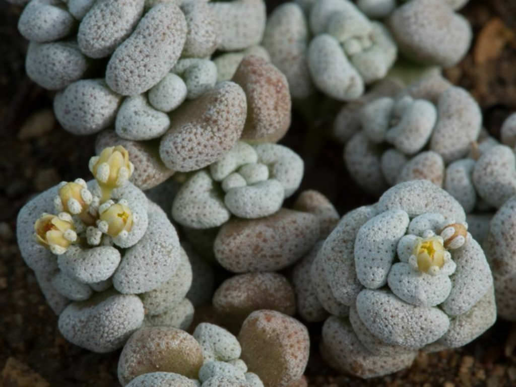 Crassula corallina subsp. macrorrhiza