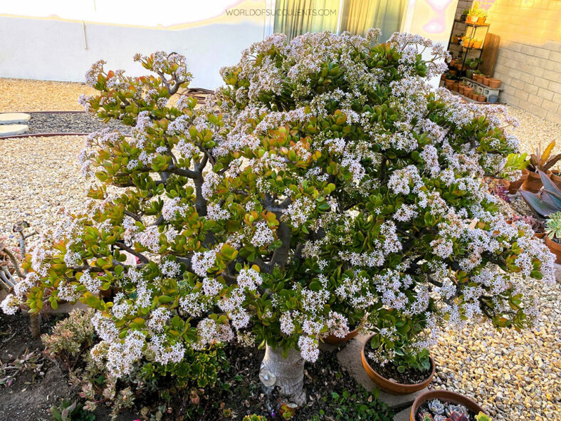 Crassula ovata, commonly known as Jade Plant