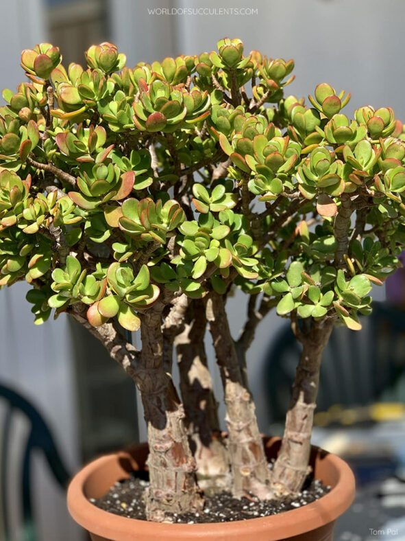 Crassula ovata, commonly known as Jade Plant