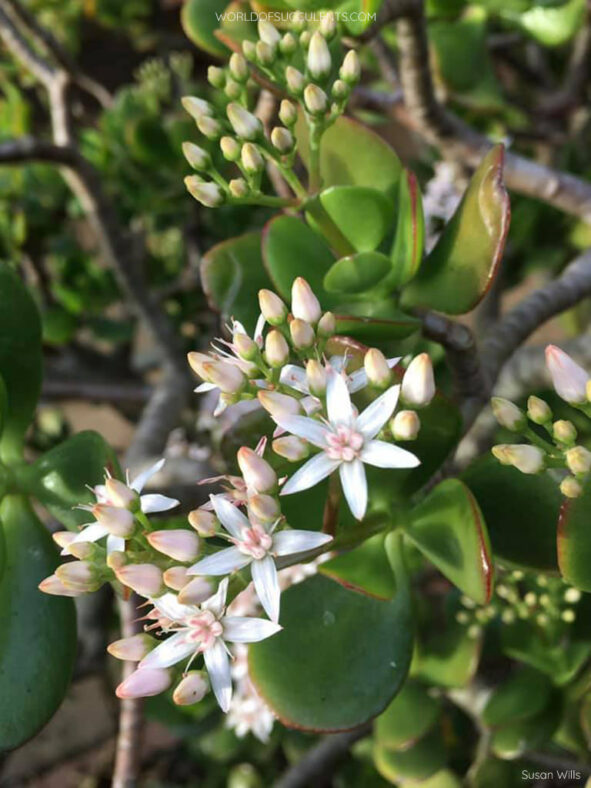 Flowers and buds of Crassula ovata, commonly known as Jade Plant