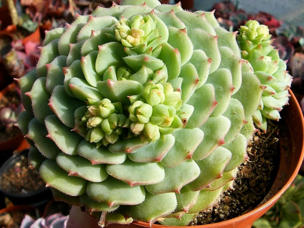 Echeveria 'Kircheriana'