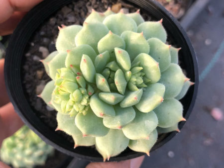 Echeveria 'Kircheriana' - World of Succulents