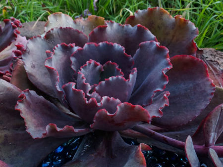 Echeveria 'Silveron Red' - World of Succulents