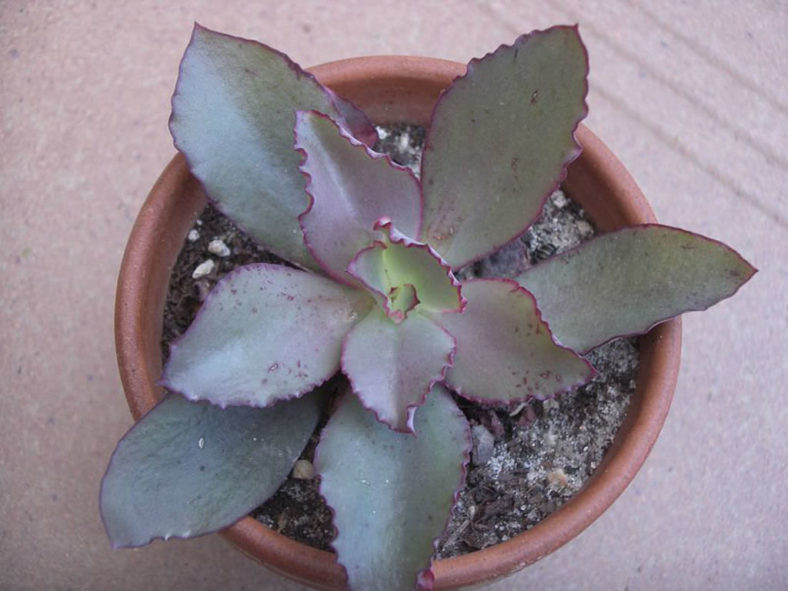 Echeveria rubromarginata