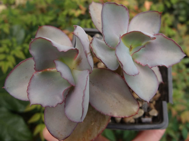 Echeveria rubromarginata