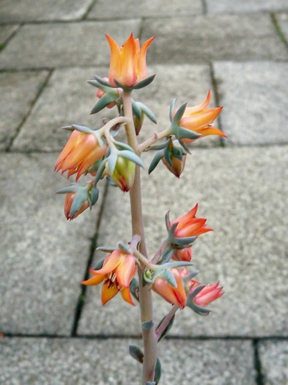 Echeveria rubromarginata