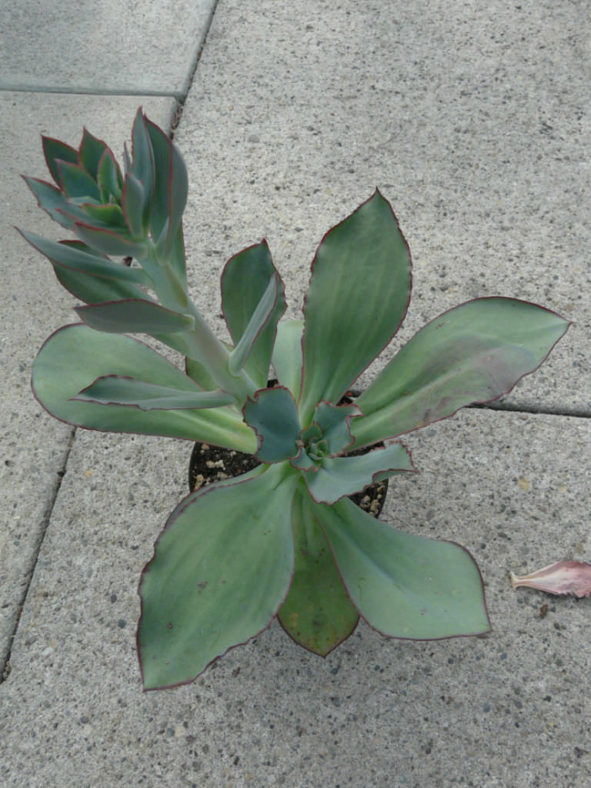 Echeveria rubromarginata