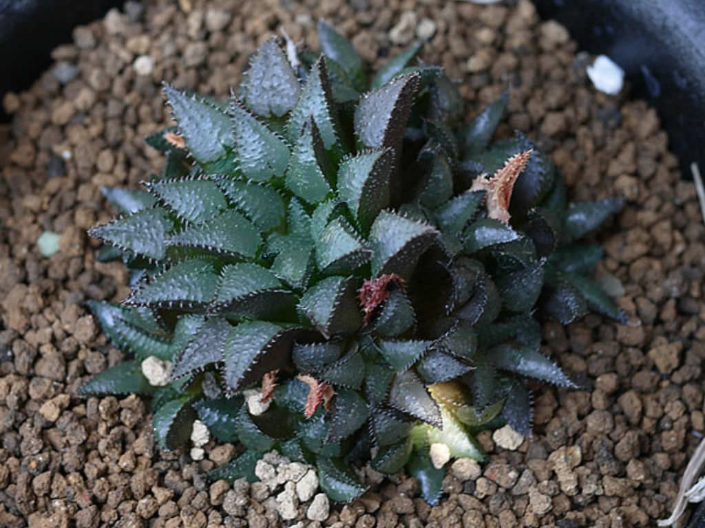 Haworthia maraisii