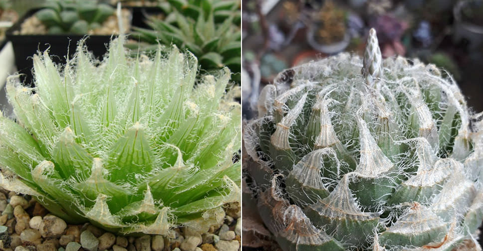 Haworthia semiviva - World of Succulents