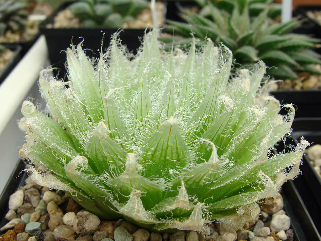 Haworthia semiviva