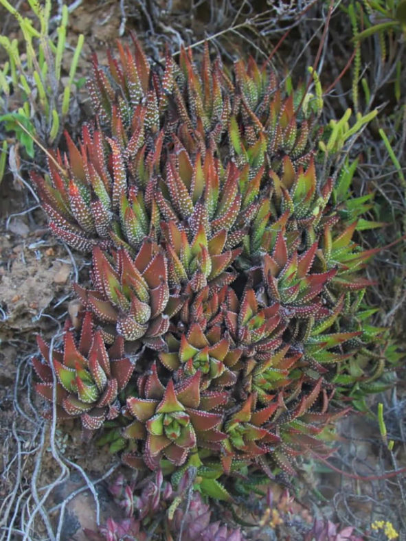 Haworthiopsis attenuata f. tanba