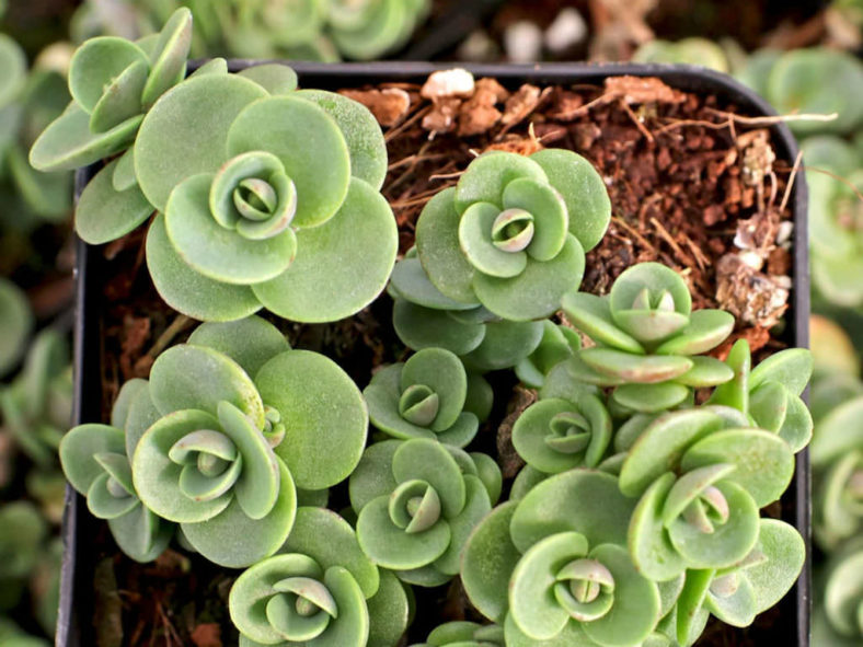 Hylotelephium 'Lime Zinger' (Lime Zinger Stonecrop) aka Sedum 'Lime Zinger'