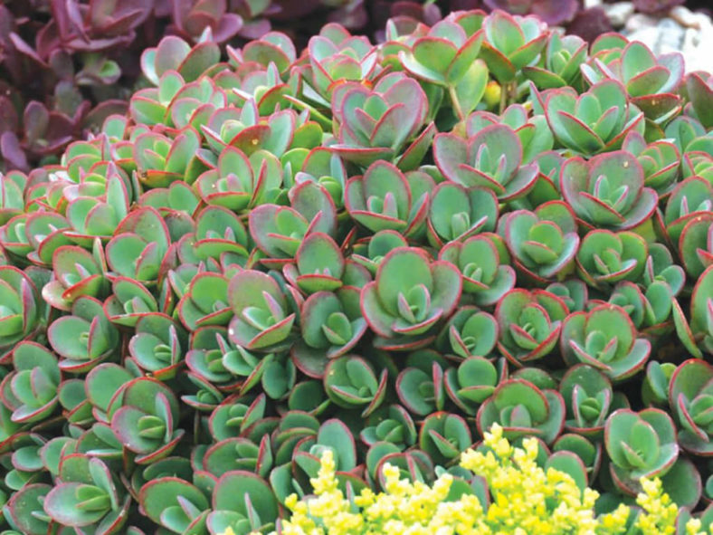 Hylotelephium 'Lime Zinger' (Lime Zinger Stonecrop) aka Sedum 'Lime Zinger'