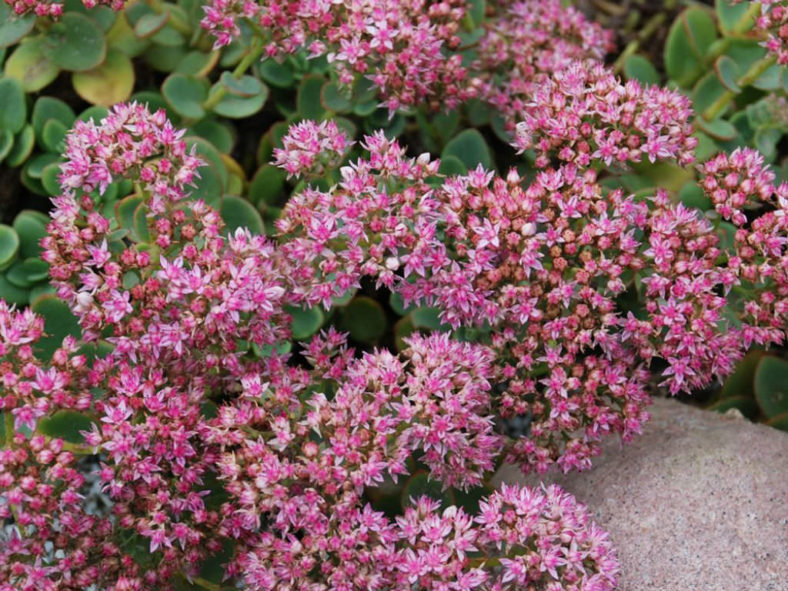 Hylotelephium 'Lime Zinger' (Lime Zinger Stonecrop) aka Sedum 'Lime Zinger'