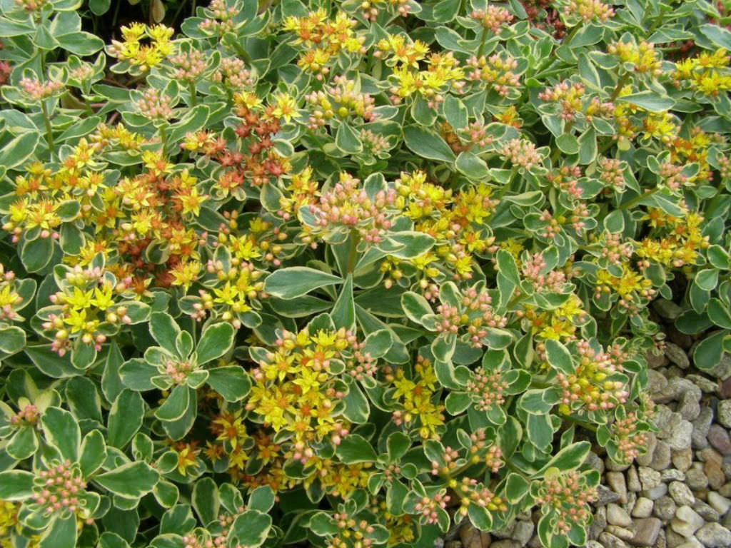 Phedimus kamtschaticus 'Variegatum' (Russian Stonecrop) aka Sedum kamtschaticus 'Variegatum'