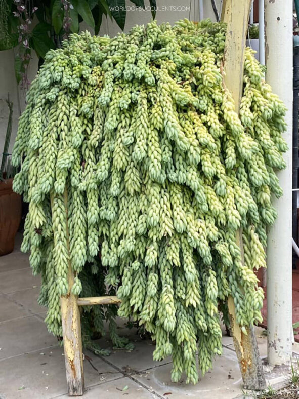 Sedum morganianum (Donkey's Tail)