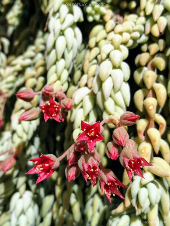Sedum morganianum (Donkey's Tail)