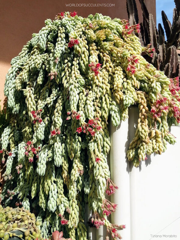 Sedum morganianum (Donkey's Tail)