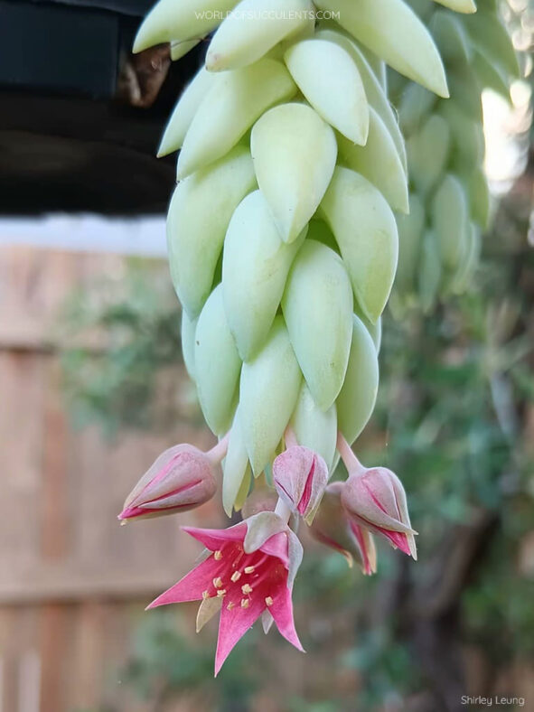Sedum morganianum (Donkey's Tail)
