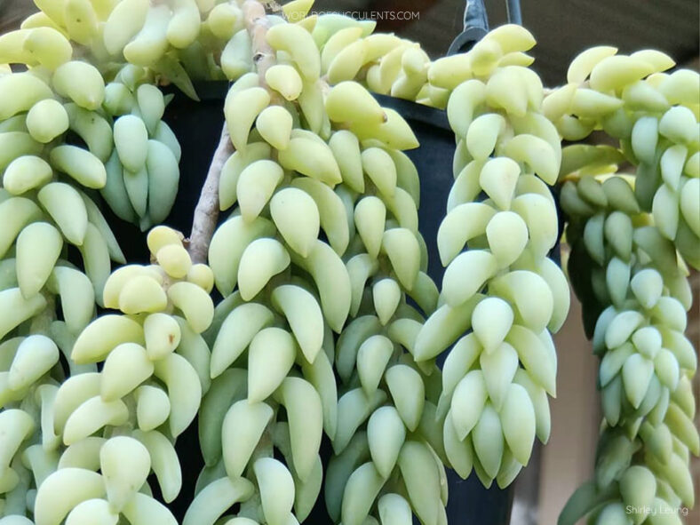 Sedum morganianum (Donkey's Tail)