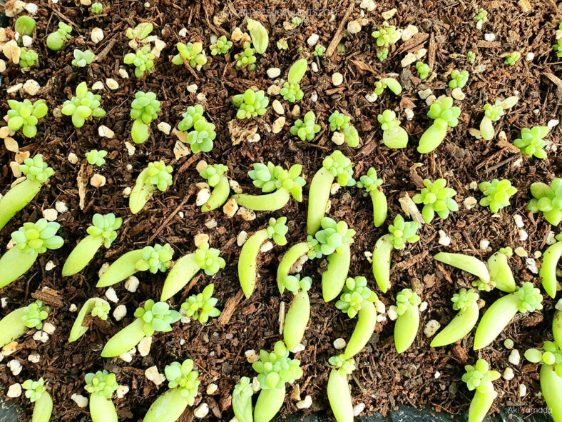 Sedum morganianum (Donkey's Tail)