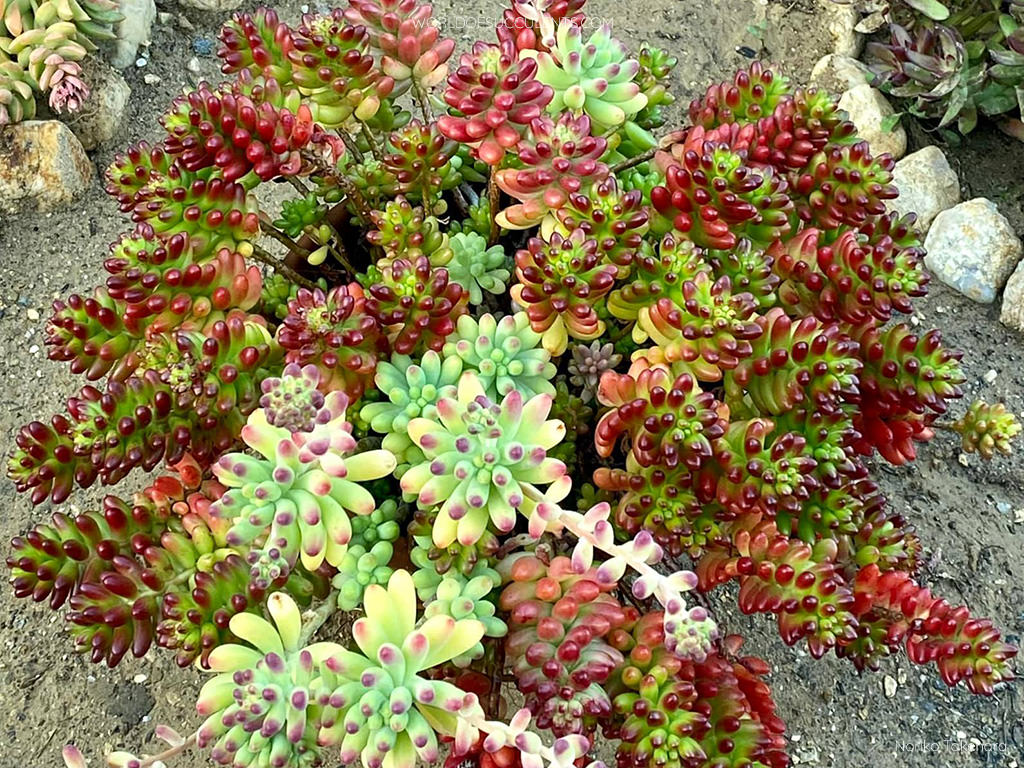 How to Grow and Care for Sedum - World of Succulents