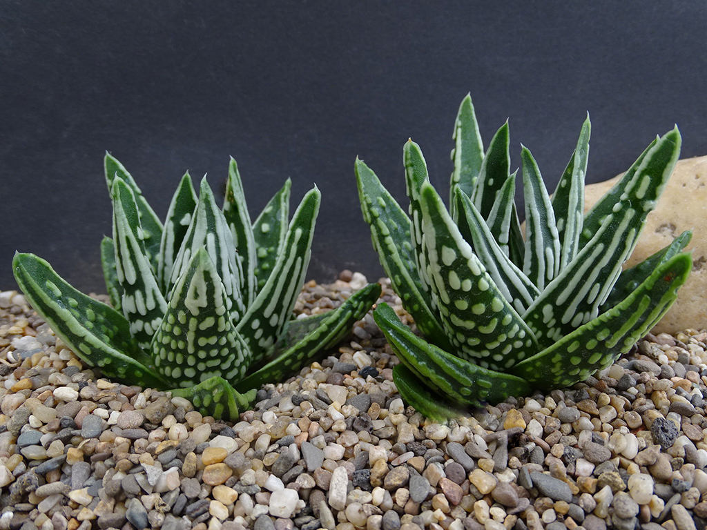 Tulista pumila 'Tenshi no Namida' aka Tulista pumila 'Tears of Angels', Haworthia pumila 'Tenshi no Namida' or Haworthia pumila 'Tears of Angels'