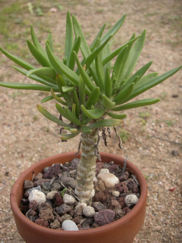 Tylecodon grandiflorus (Dwarf Butter Tree)