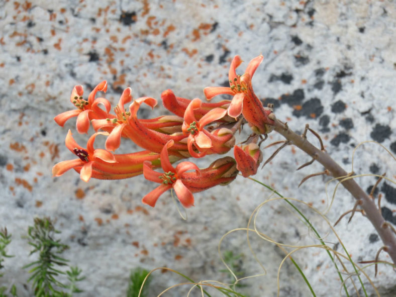 Tylecodon grandiflorus (Dwarf Butter Tree)