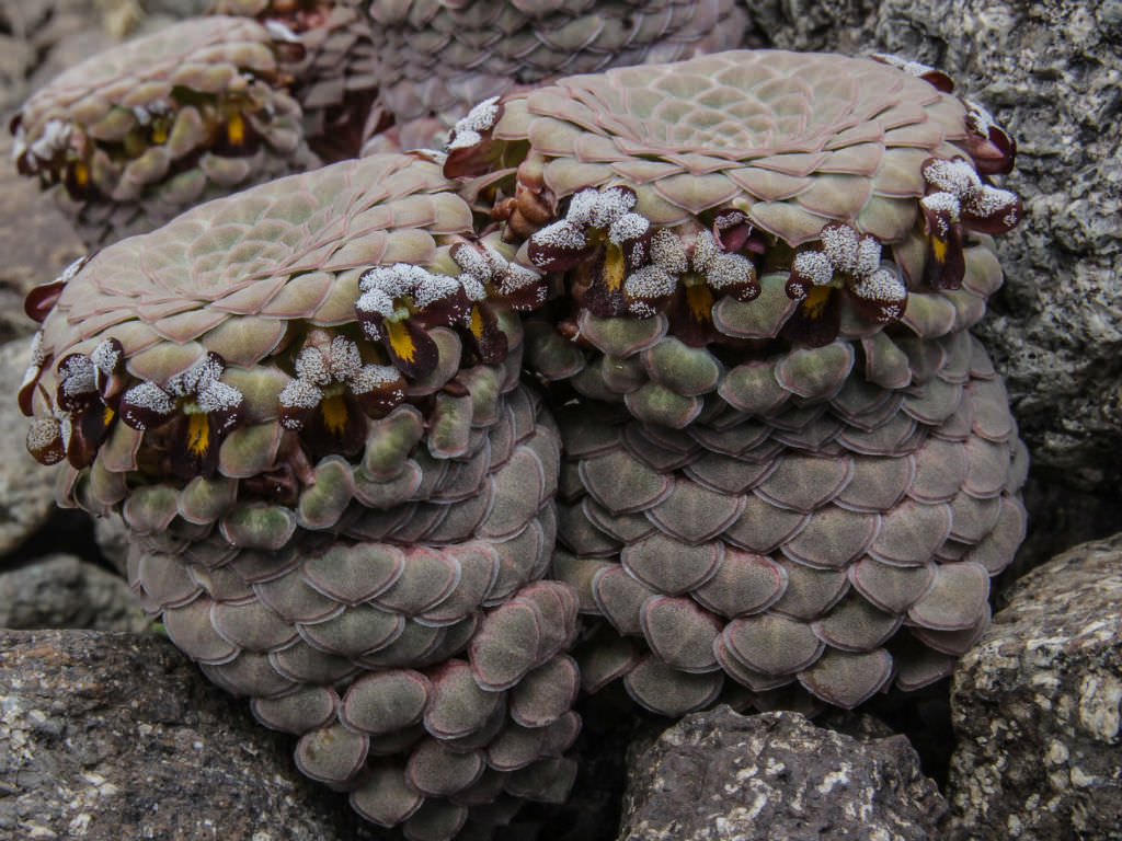 Viola atropurpurea