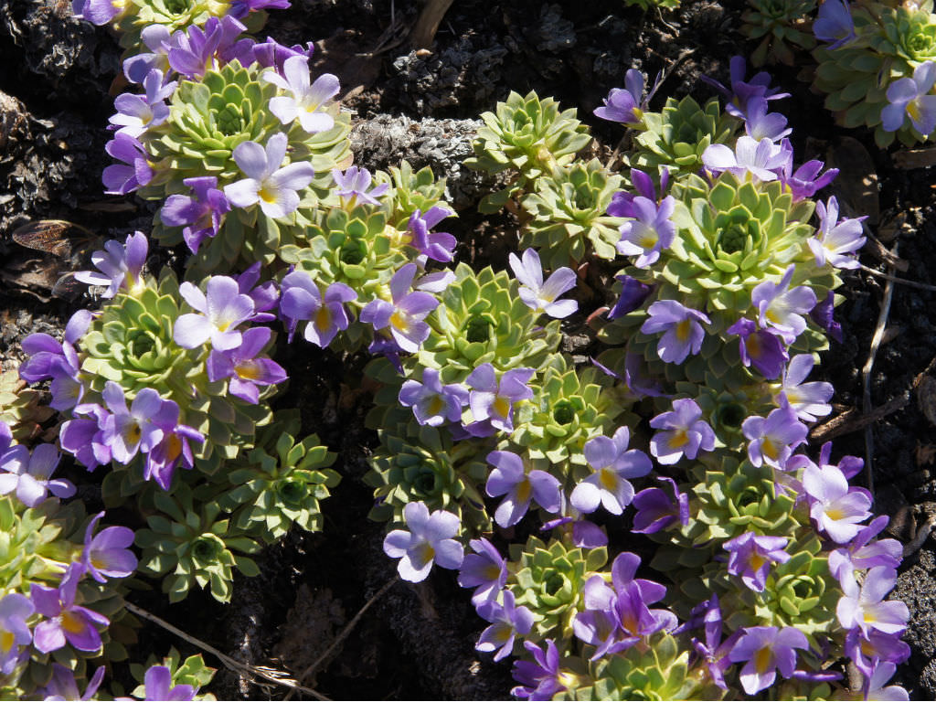 Viola cotyledon