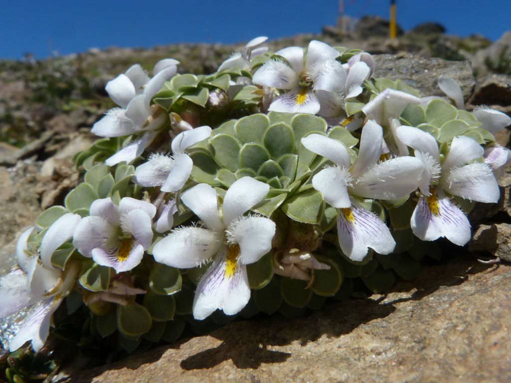 Viola petraea