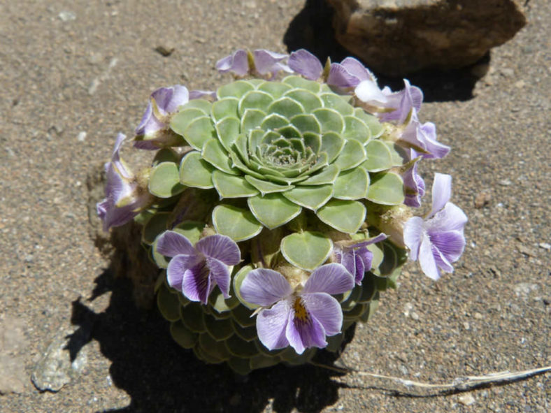 Viola petraea
