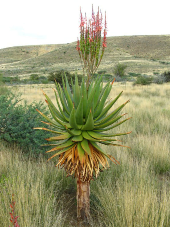 Aloe littoralis (Mopane Aloe)
