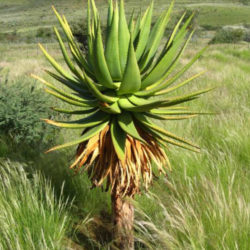 Aloe littoralis (Mopane Aloe) - World of Succulents