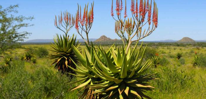 Aloe littoralis (Mopane Aloe) - World of Succulents