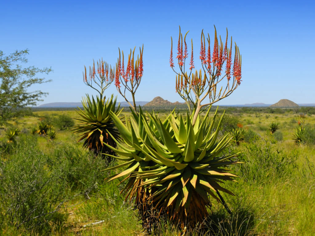 Aloe littoralis (Mopane Aloe)