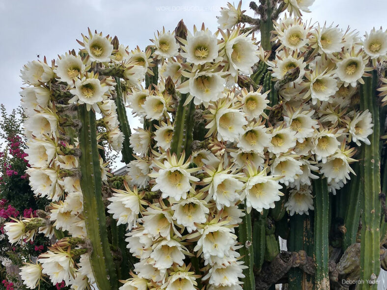 Cereus grow and care