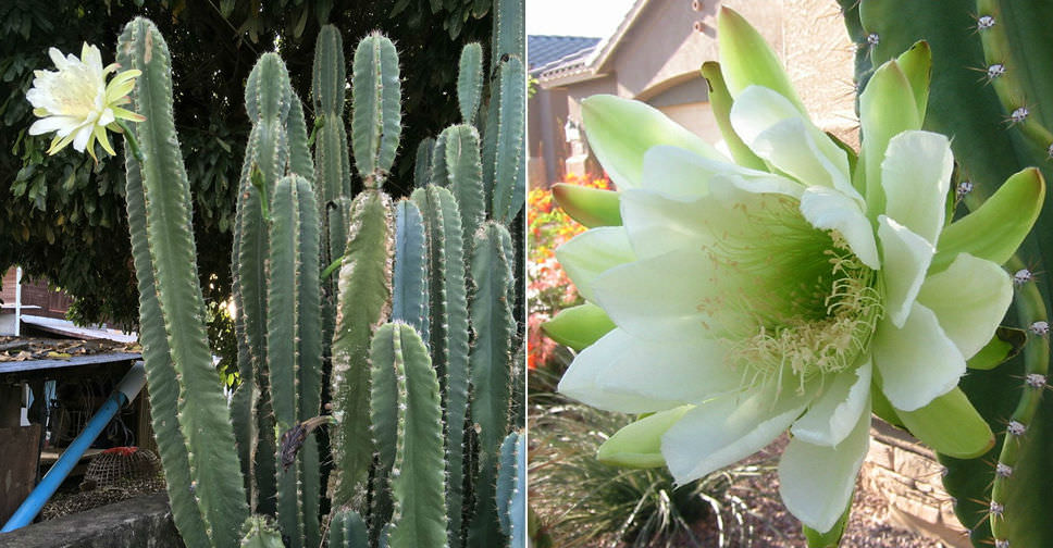 Cereus hexagonus (Lady of the Night Cactus) | World of ...