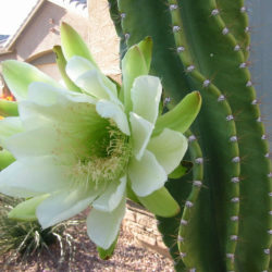 Cereus hexagonus (Lady of the Night Cactus)