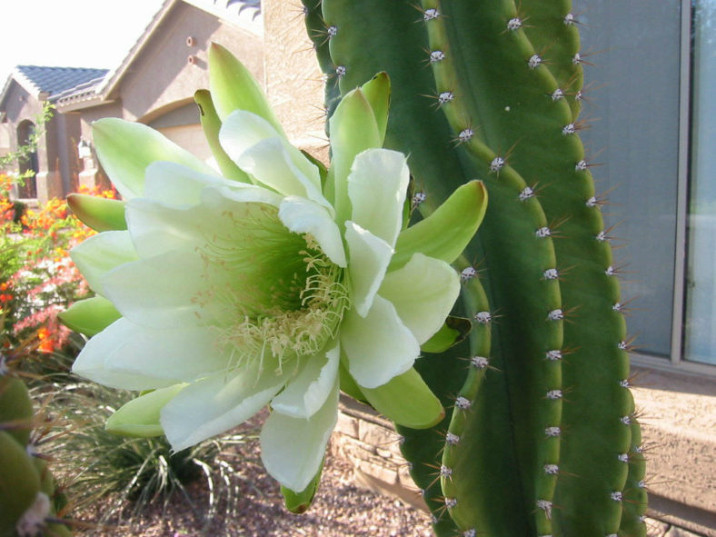 Cereus hexagonus (Lady of the Night Cactus)