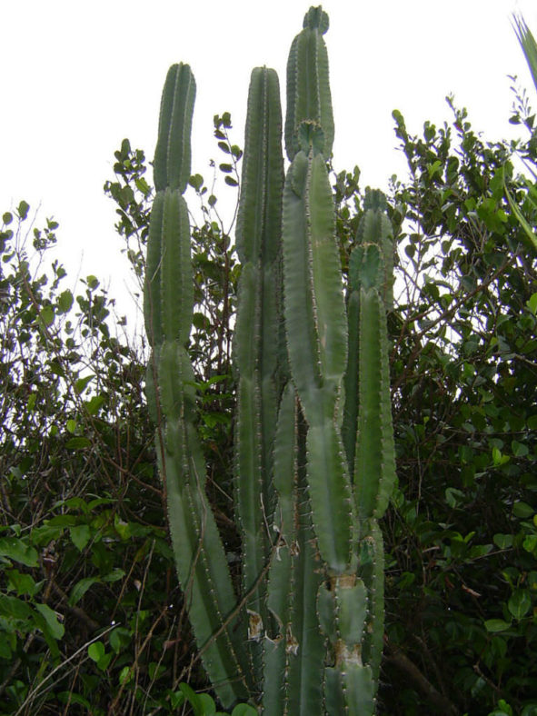 Cereus hexagonus (Lady of the Night Cactus)
