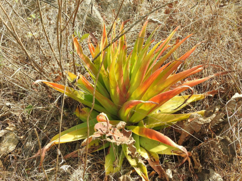 Crassula acinaciformis (Giant Crassula)