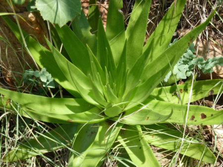 Crassula acinaciformis (Giant Crassula) - World of Succulents