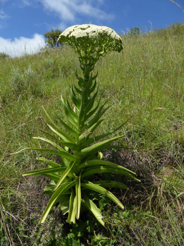 Crassula acinaciformis (Giant Crassula)