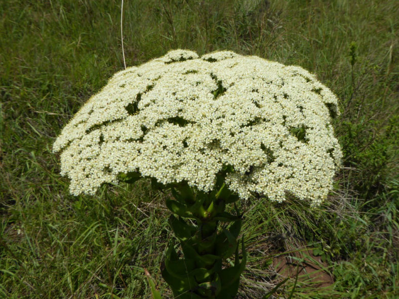 Crassula acinaciformis (Giant Crassula)