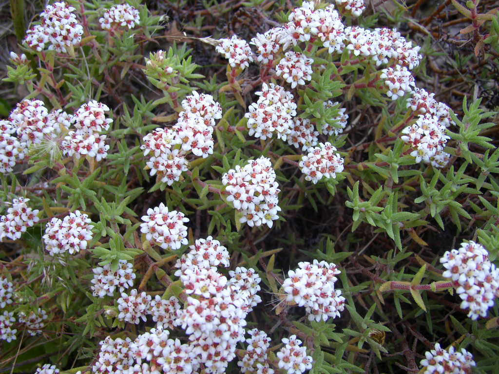 Crassula pruinosa