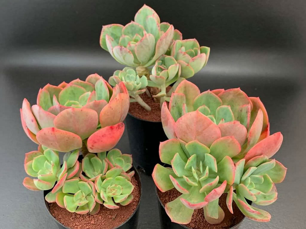 Echeveria 'Briar Rose'