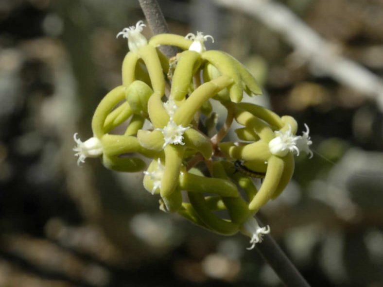 Fockea multiflora (Python Vine)