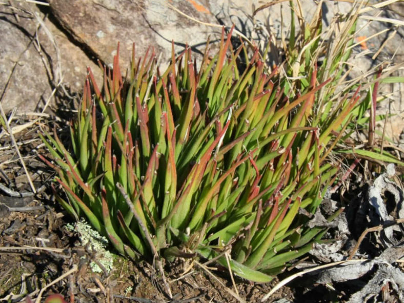 Haworthia angustifolia (Narrow-leaved Haworthia)